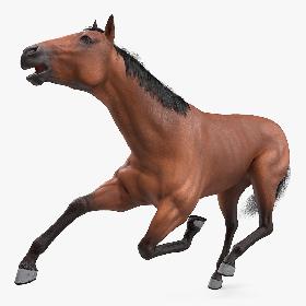 Bay Horse Fur Rigged 3D model